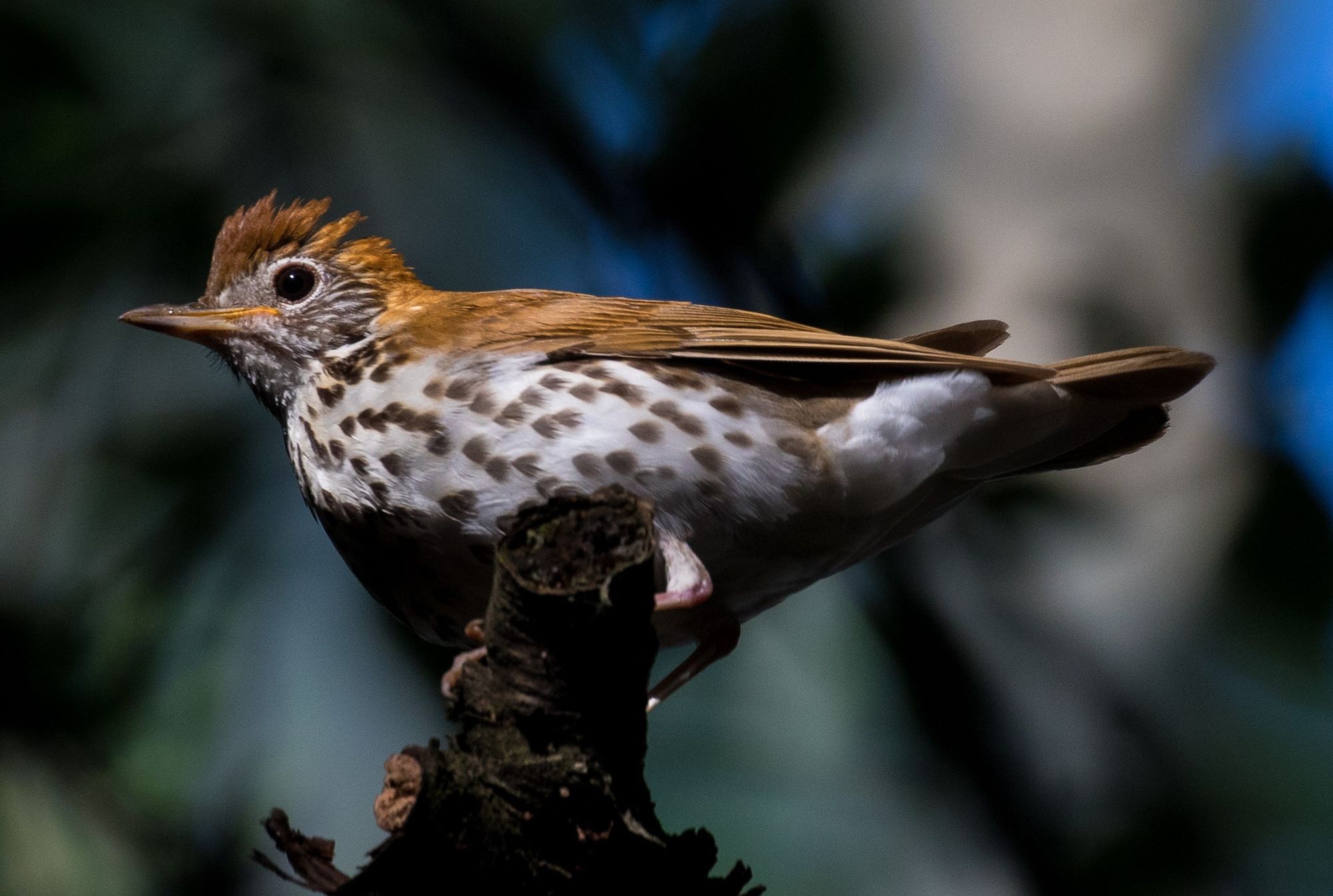 Bird populations can tell the story of development