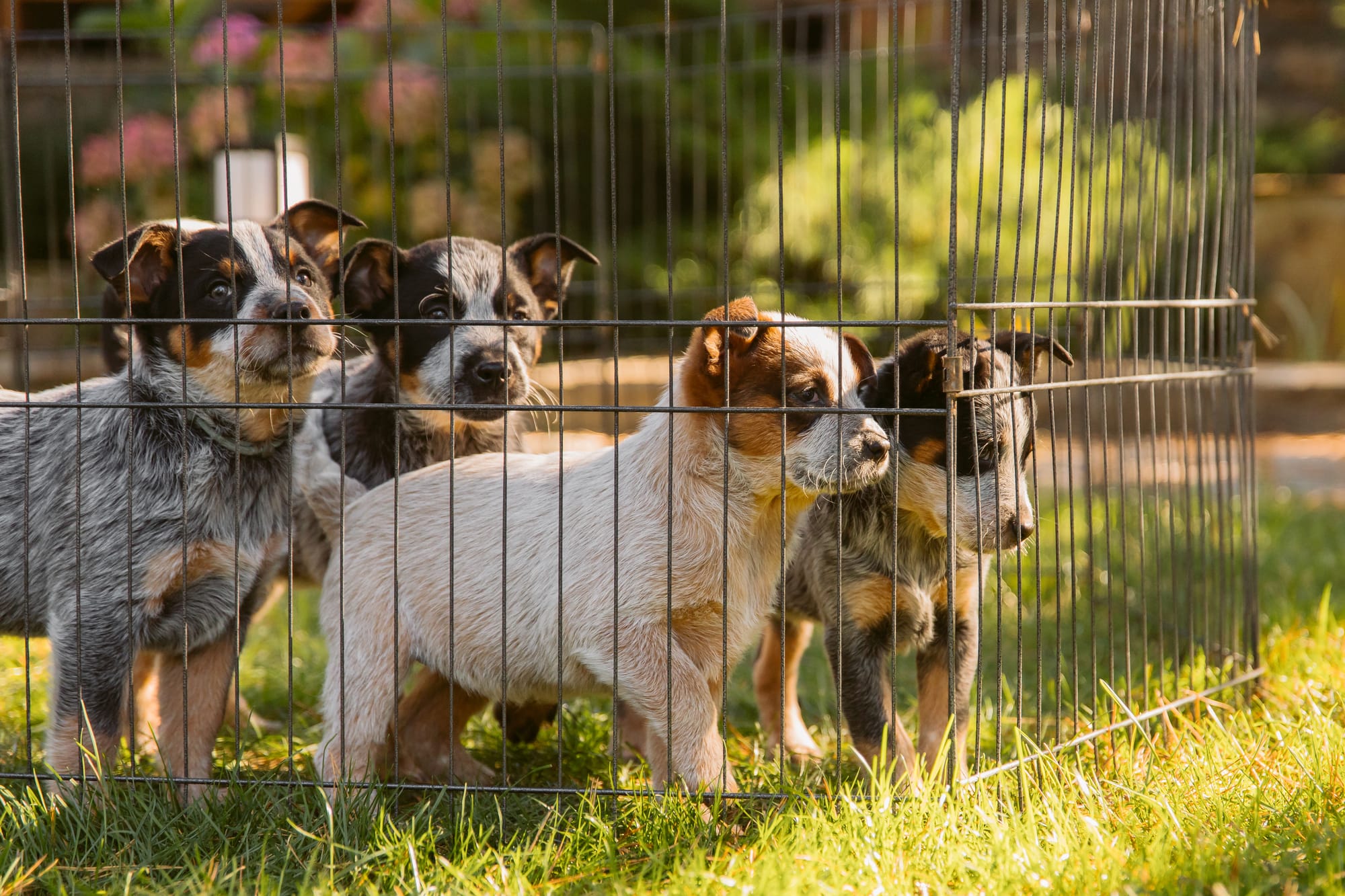 Kennels must switch to microchipping, Wellesley council decides this week