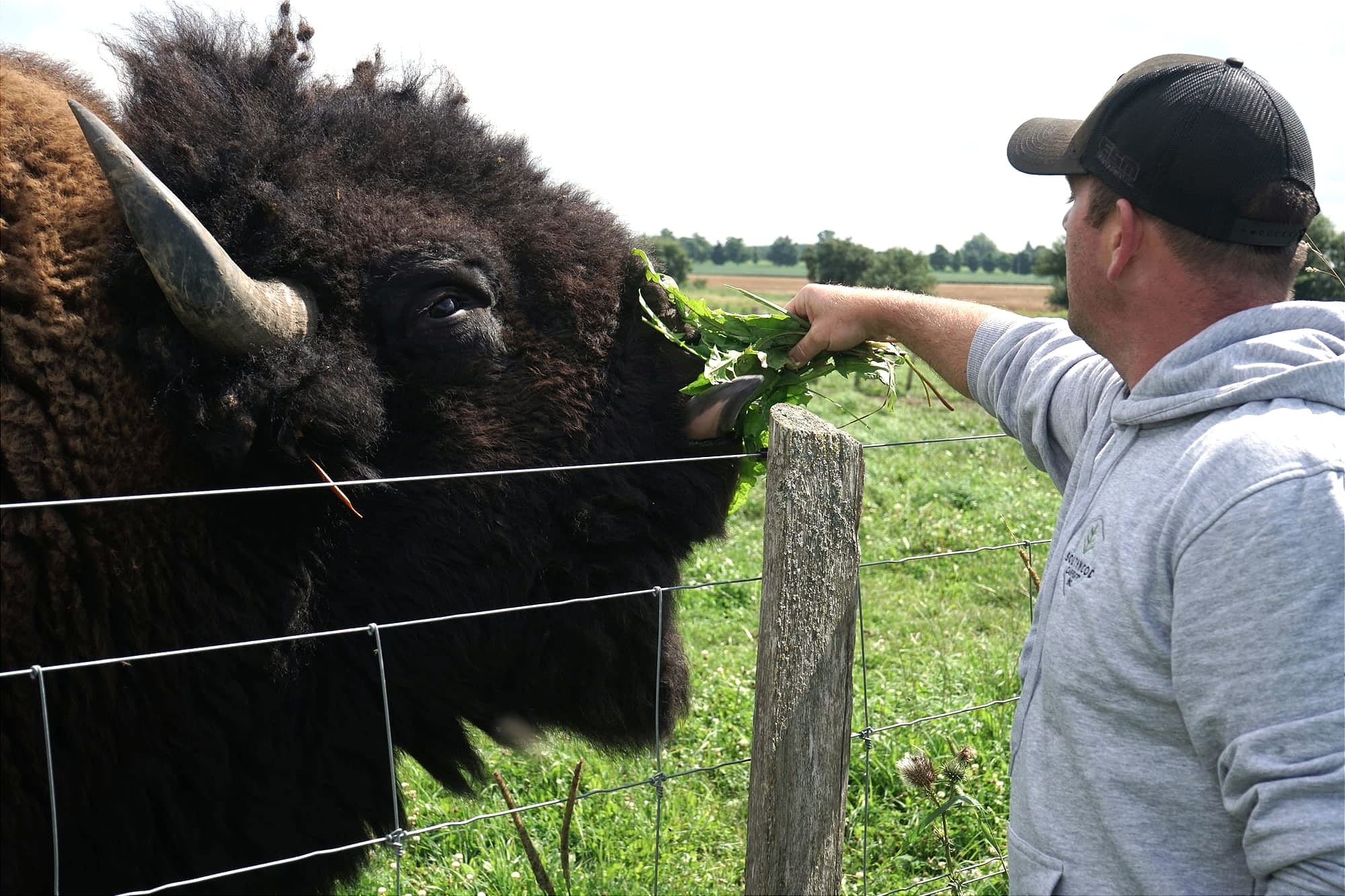                      Demand for buffalo meat prompts shift to retail focus                             
                     