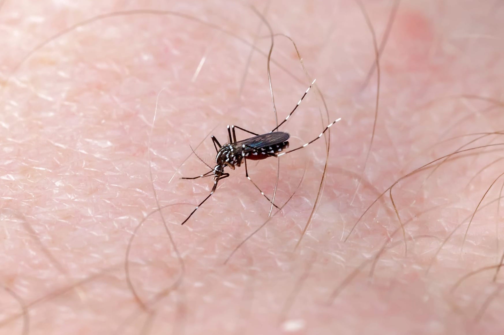                      First West Nile Virus Cases of 2024 Confirmed in Waterloo Region                             
                     