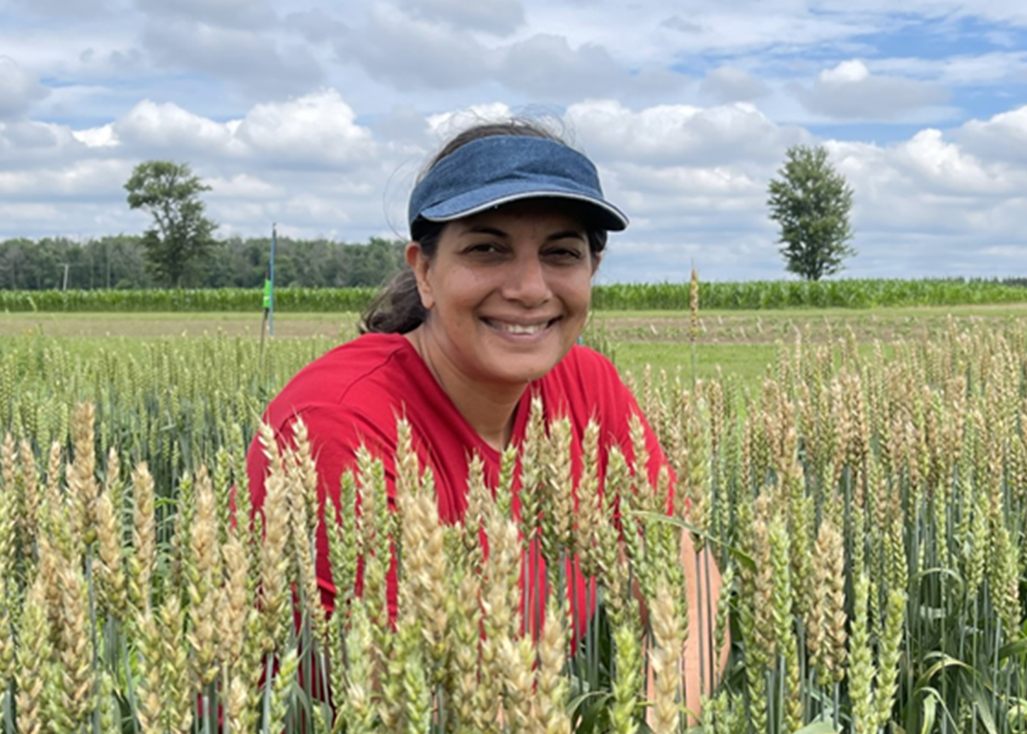 Local research aims to make wheat varieties more resistant to fungal blight