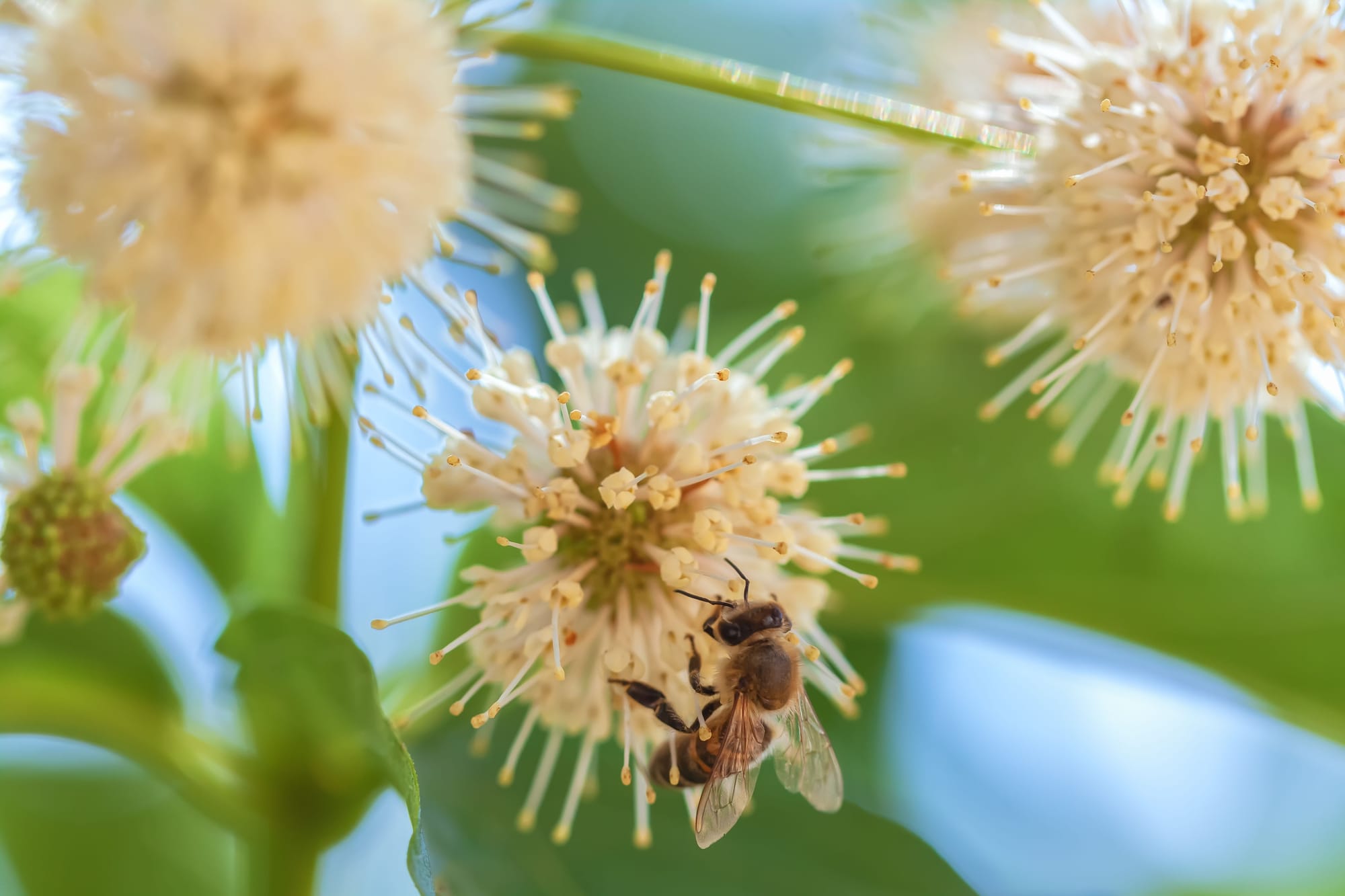 Pollinator health a key focus at the Honey Bee Research Centre