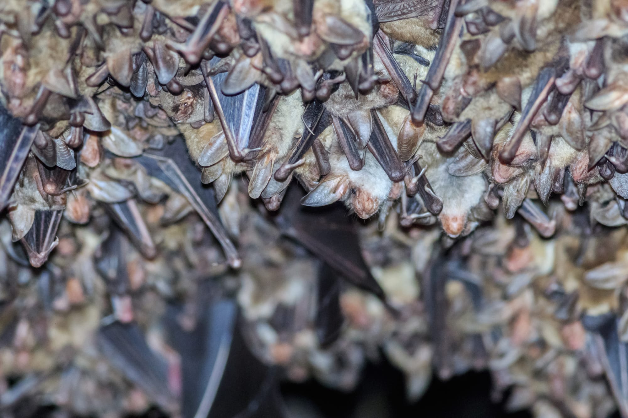                      Study looks at bat health, and the impact on humans                             
                     