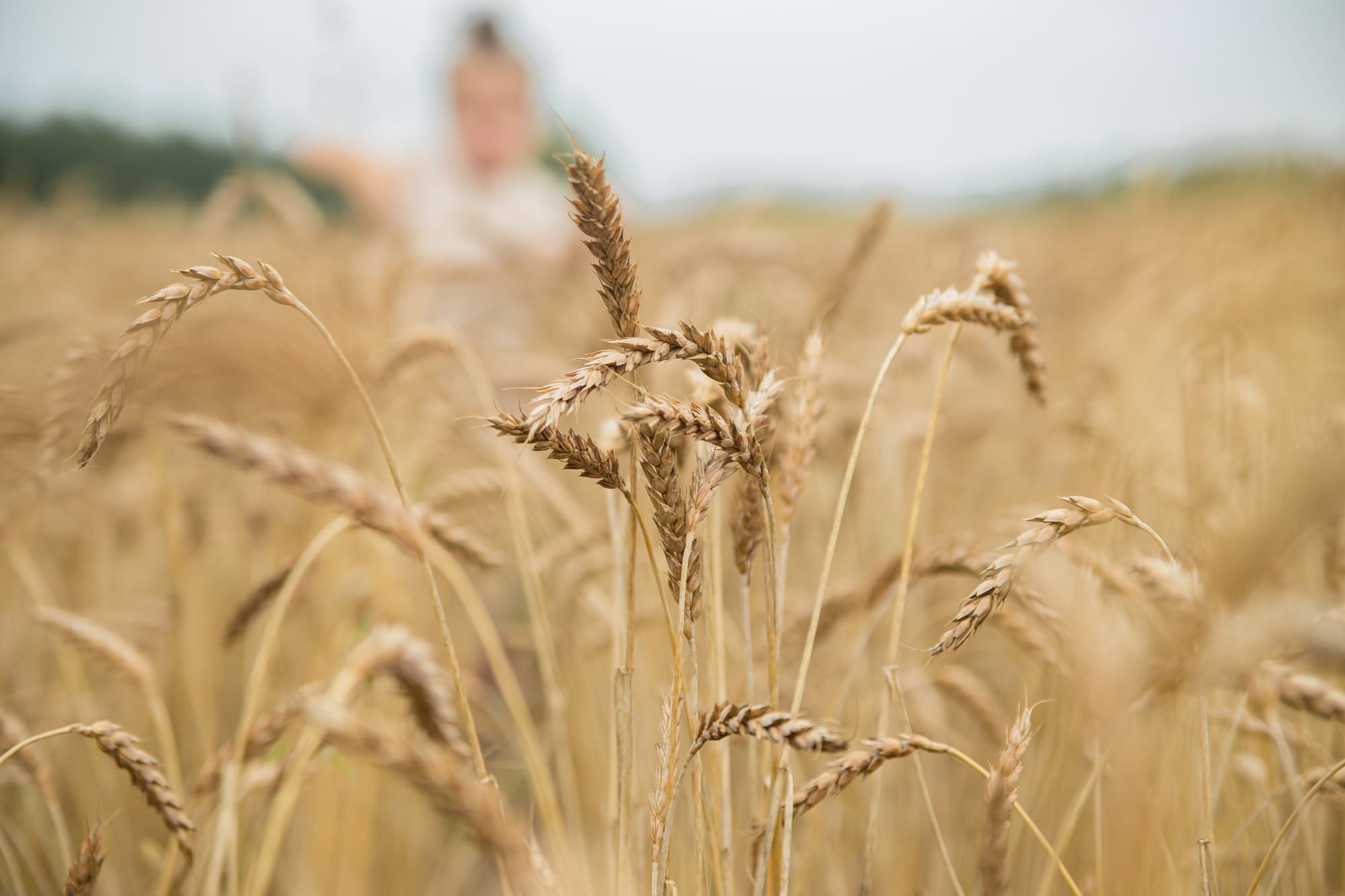 Grains Innovation Fund encourages new uses, markets for Ontario products