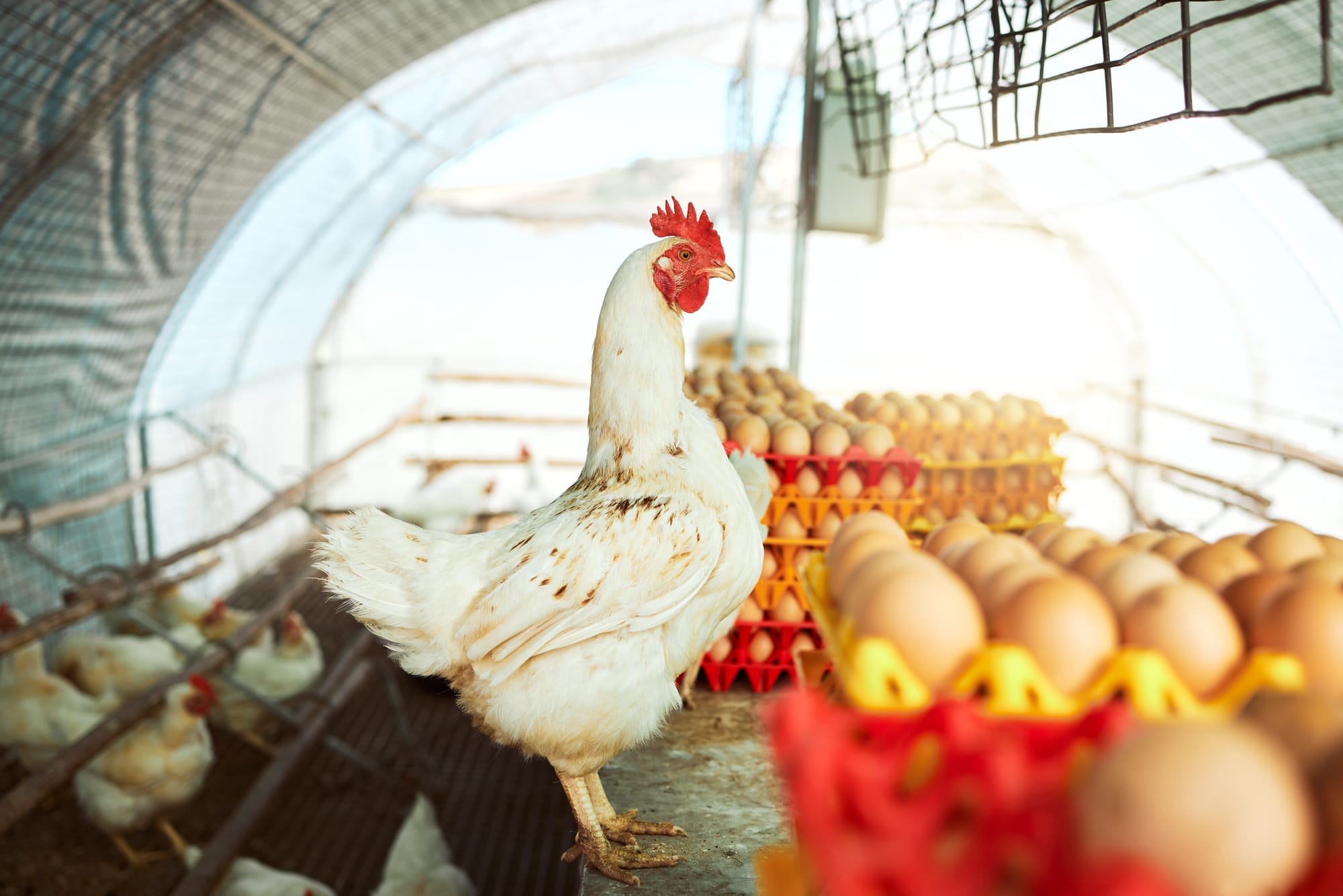 Poultry health, food safety the goal of new federal research funding