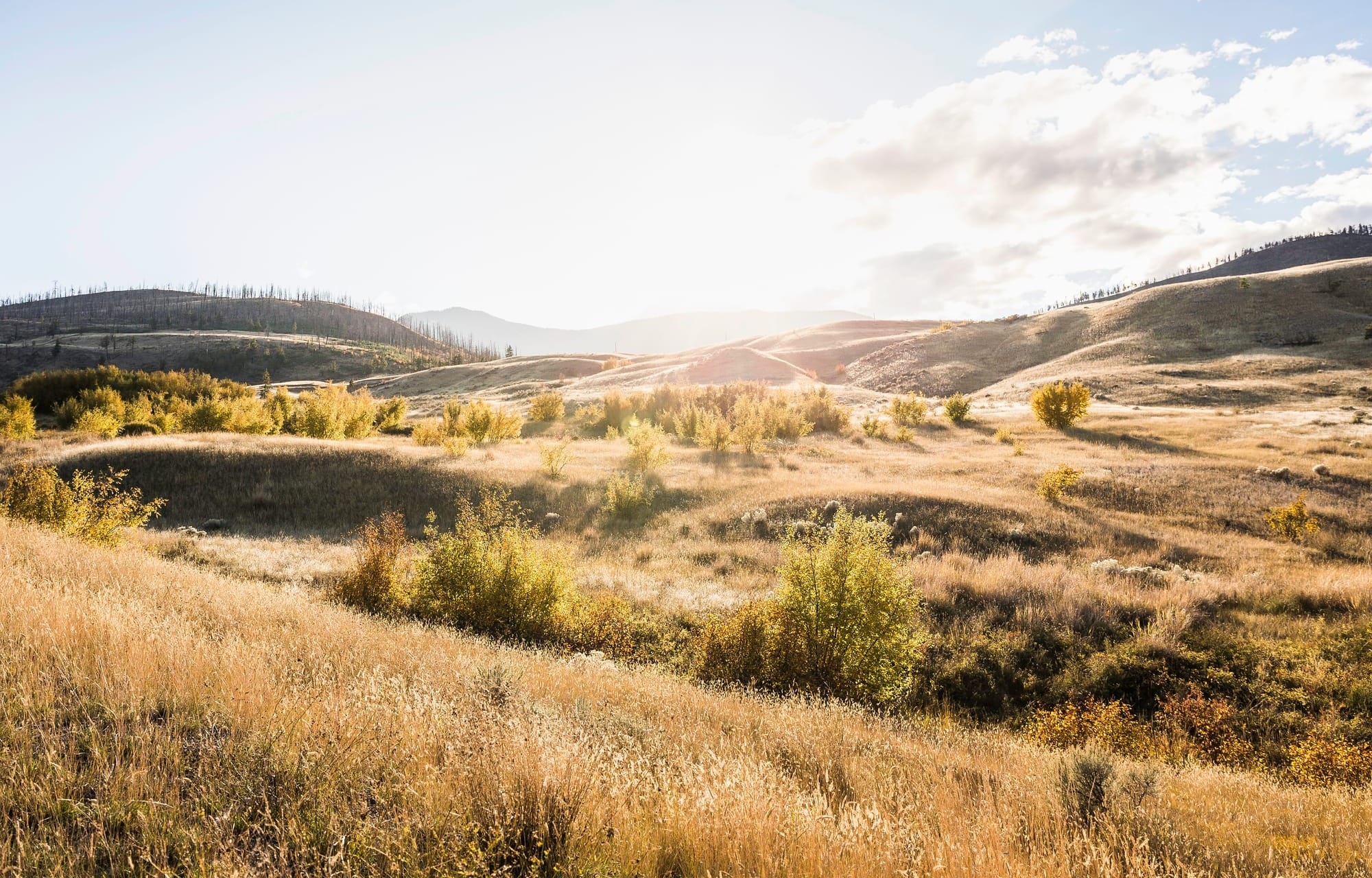 Century-old data proves a launching point for international grasslands research