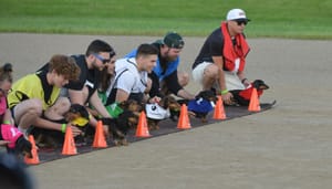 Wiener dogs a hit as they take to the track