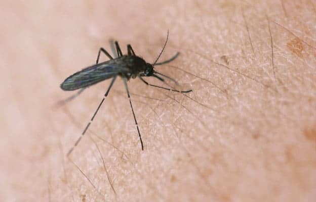 Region sees year’s first case of West Nile virus infection