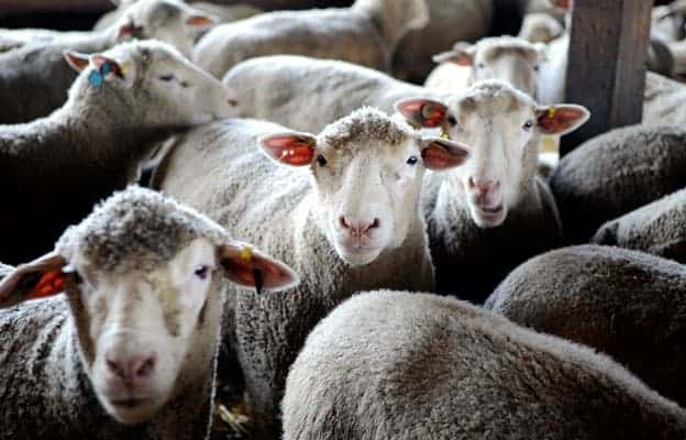 Sheep farmers get a boost from feds