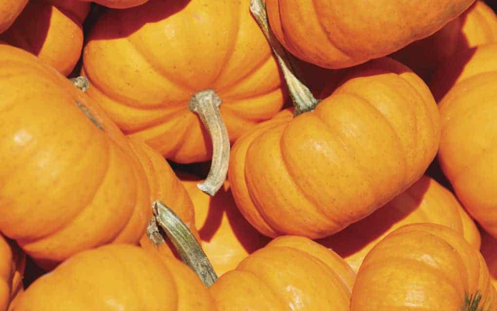 Not just decorative, those pumpkins make a tasty treat