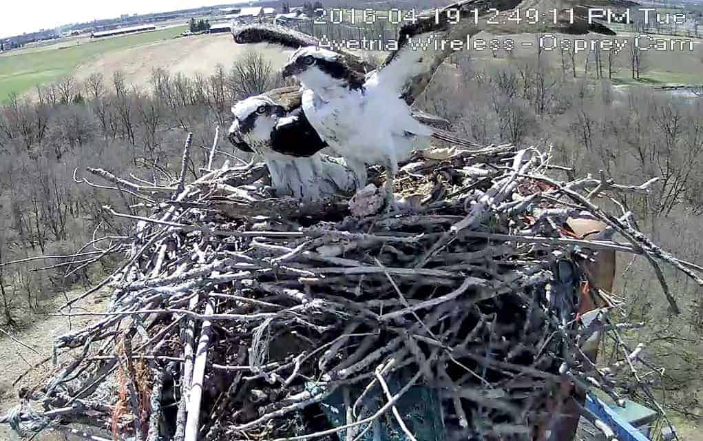 
                     Internet provider’s Web camera the best way to see pair of osprey nesting atop 140-foot tower in Conestogo
                     