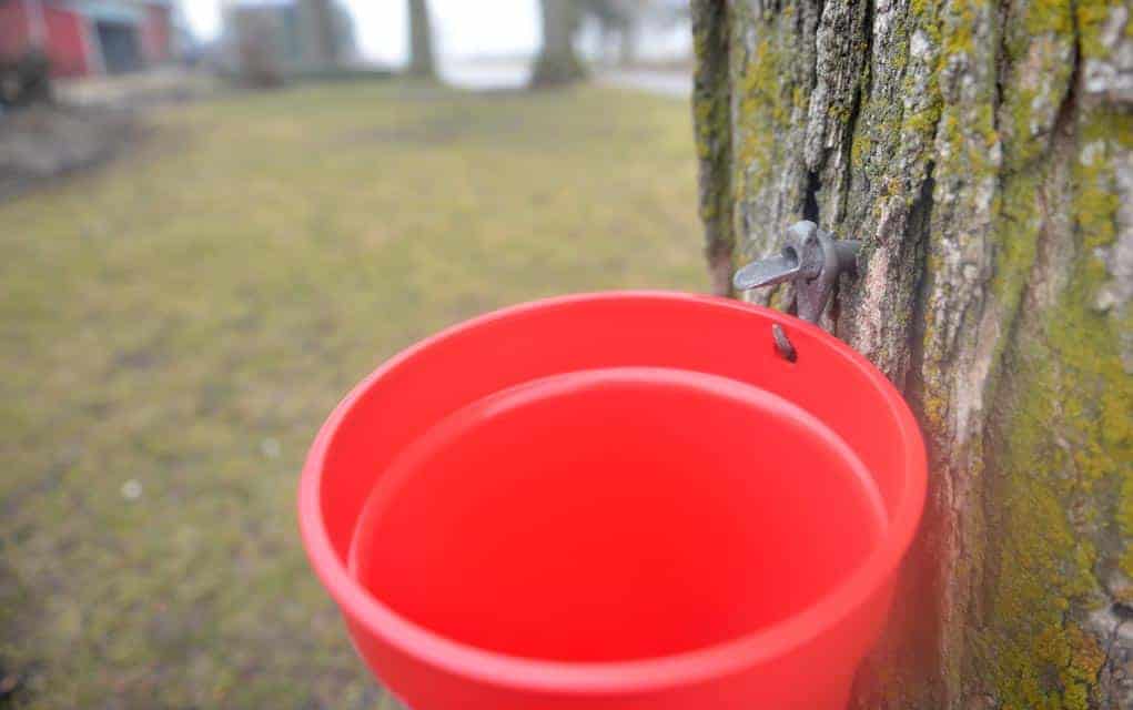 Mild weather brings an early start to the maple syrup season