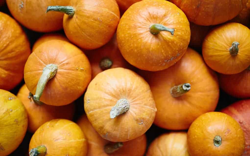 Almost October, so prime pumpkin time