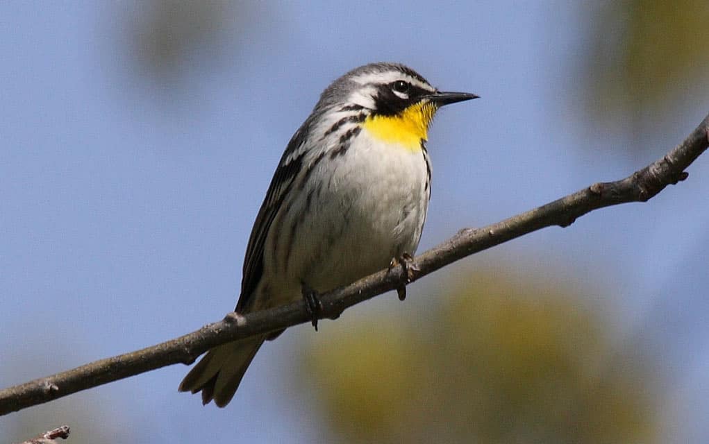 Sighting of yellow-throated warbler sees birdwatchers flock to Elmira