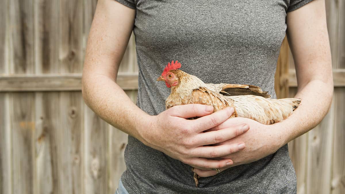 First step taken in Woolwich to consider allowing backyard chickens