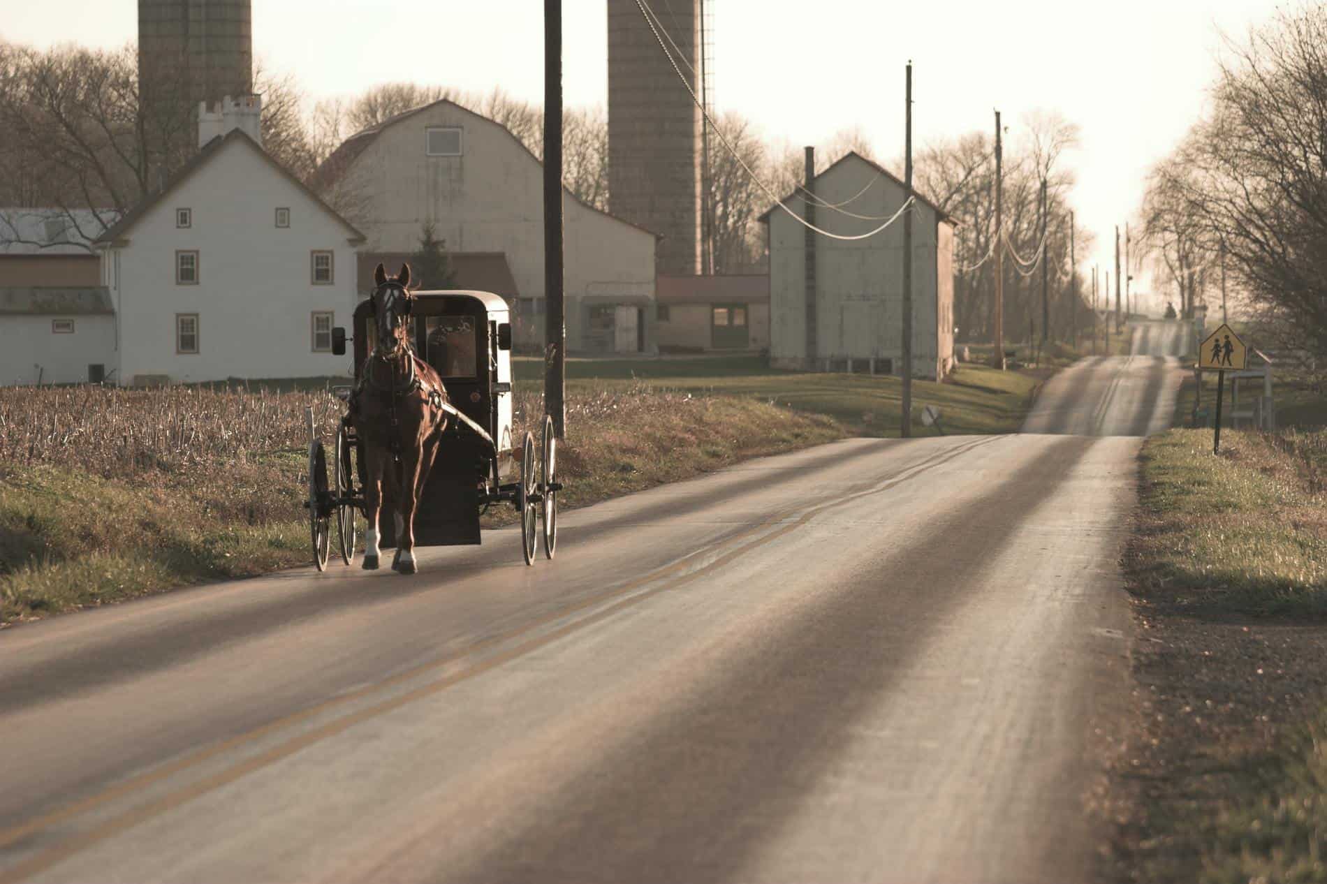
                     Amish4
                     