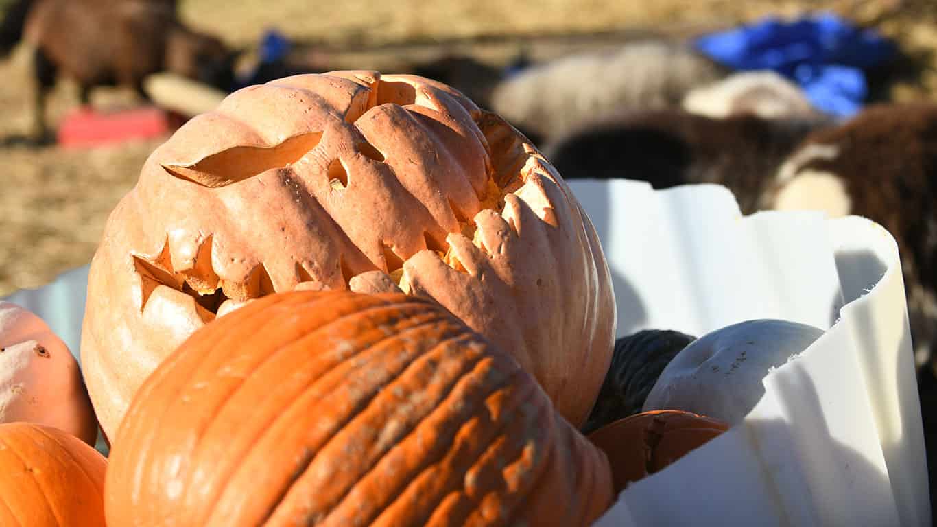 Where pumpkins go from jack-o’-lantern to sheep fodder